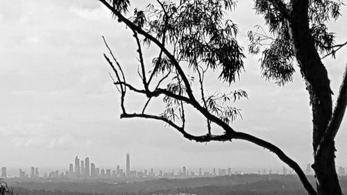 Close-up of cropped tree against landscape