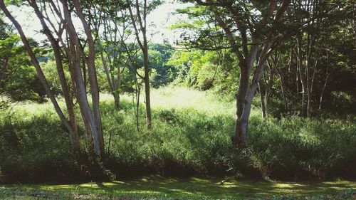 Trees in forest