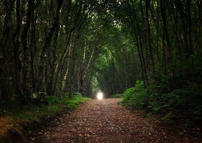 Dirt road passing through forest