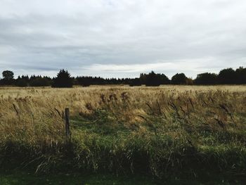 Scenic view of field against sky