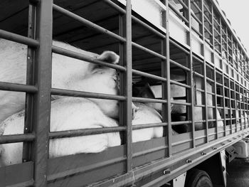 Pigs transported by truck