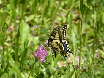 Butterfly on purple flower