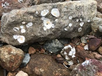 Close-up of sheep on rock