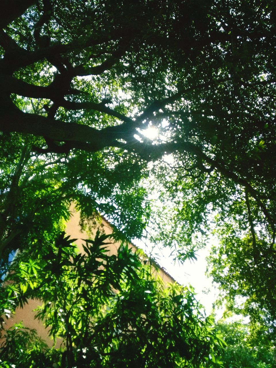 tree, low angle view, growth, branch, tranquility, nature, beauty in nature, green color, full frame, backgrounds, forest, sky, sunlight, scenics, outdoors, lush foliage, no people, tranquil scene, day, leaf