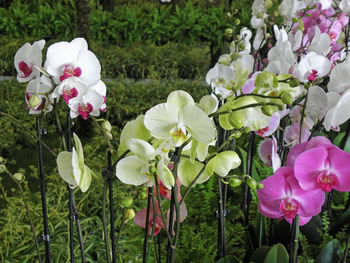 Close-up of white flowers blooming outdoors