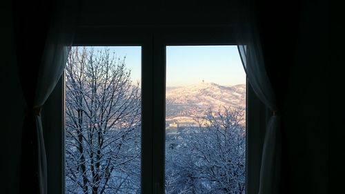 Bare trees seen through window during winter