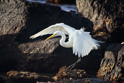 Heron beating its wings on a rock 