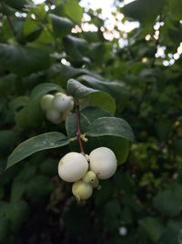 Close-up of plant growing on tree