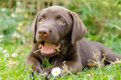 Close-up of chocolate labrador puppy on grassy field