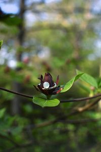 Close-up of flower on plant