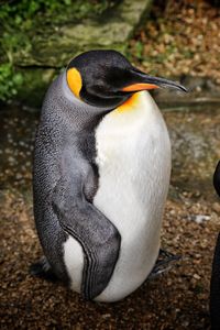 High angle view of penguin