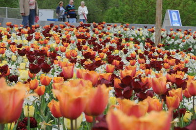 Various tulips blooming in park