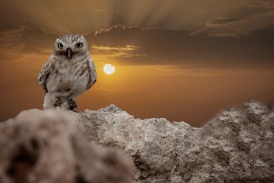 Bird on rock against sky during sunset