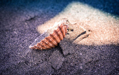 Close-up of crab on sand