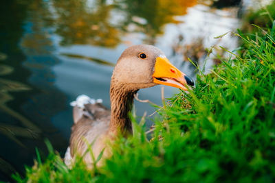 Wild ducks swim in the lake. birds close-up in the water. spring. high quality photo