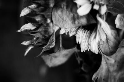 black and white
