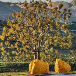 Scenic view of grassy landscape