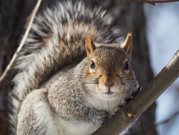 Close-up squirrel on branch