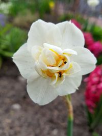 Close-up of white flower blooming outdoors