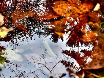 Low angle view of tree against sky