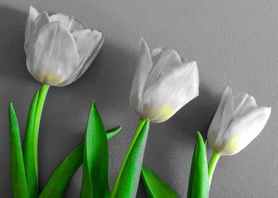 Close-up of white tulips