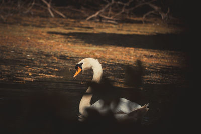 Swan floating on lake