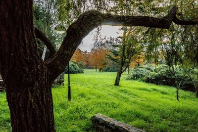 Trees on grassy field