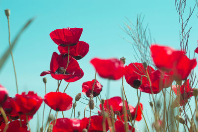 Close-up of red poppy flowers against sky