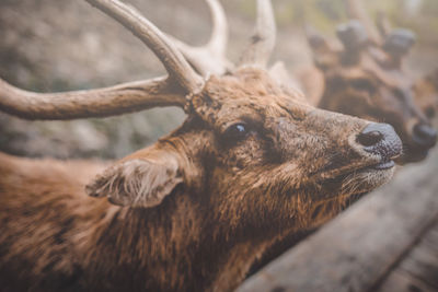 Deer waiting for food