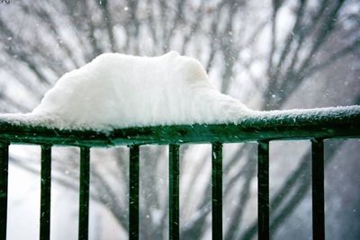 Close-up of white flowers on snow