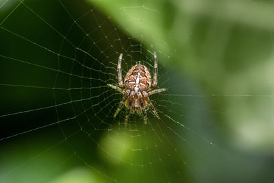 Close-up of spider on web