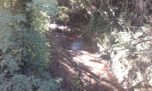 Stream amidst trees in forest