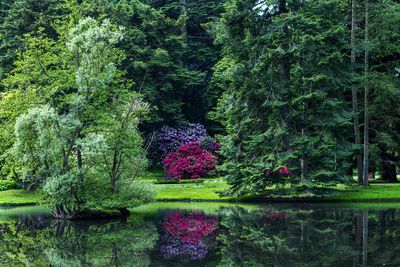 View of flowering plants in garden