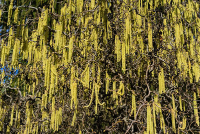Full frame shot of bamboo trees in forest