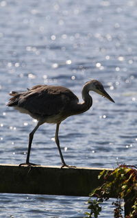 Gray heron by lake on sunny day