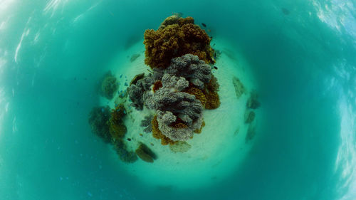 High angle view of food in sea