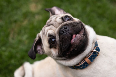 Close-up portrait of a dog