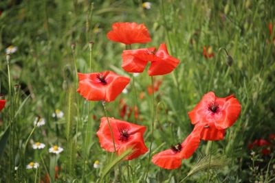 Close-up of red poppy flowers on field