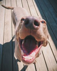 Close-up portrait of a dog