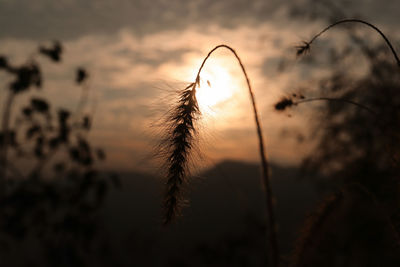 Close-up of silhouette plants on field against sunset sky