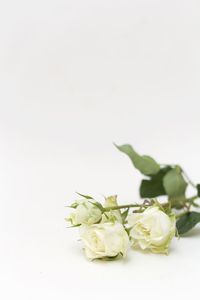 Close-up of white flowers in plate