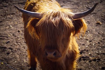 Cow in a field