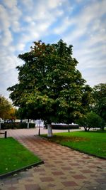 Narrow pathway along trees in park