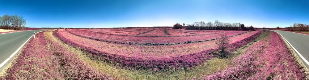 Panoramic view of lavender field against sky