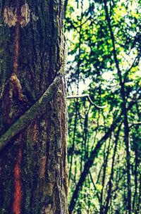 Close-up of tree trunk in forest