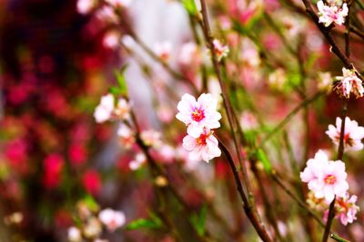 Close-up of pink flowers blooming on tree