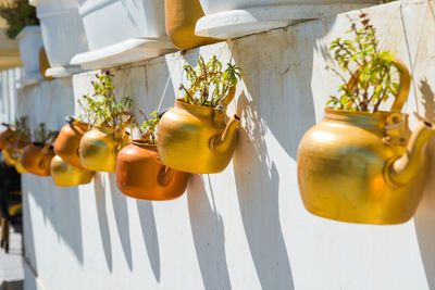 Close-up of white bell hanging on plant