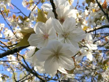 Close-up of white flowers