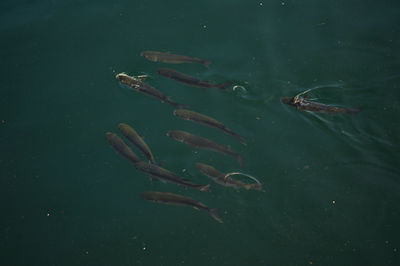 High angle view of fish swimming in lake