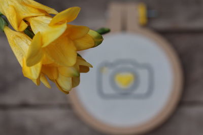 Close-up of yellow flower